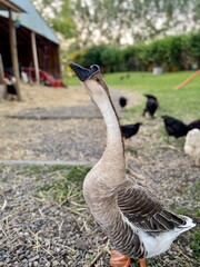 goose leading the way