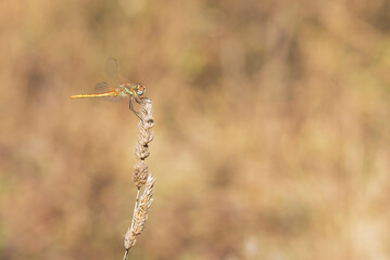 Animal voador invertebrado, da classe dos Insectos. As Libélulas são insectos carnivoros, tem 4 assas transparentes e com finas nervuras.