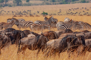 Fototapeta na wymiar Zebra and gunu herds during migration in Masai mara Game Reserve in Kenya