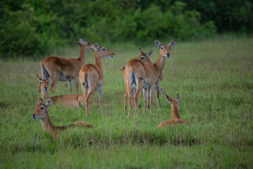 Naklejka na ściany i meble Impala antelope herd in Quenn Elizabeth National Park of Uganda