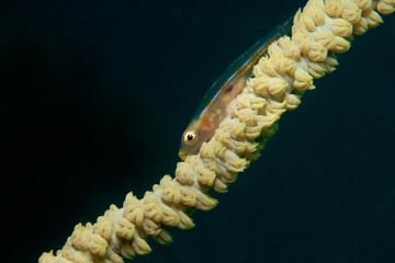 Whip coral goby (Bryaninops yongei) on a whip coral (Cirrhipathes sp.) near Kapalai, Malaysia