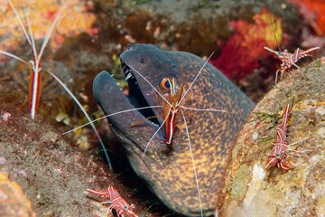 Yellow-margined moray (Gymnothorax flavimarginatus) being cleaned by a cleaner shrimp (Lysmata amboinensis) in Tulamben, Bali, Indonesia
