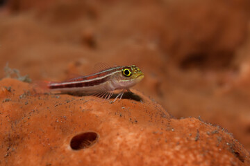 Tropical striped triplefin (Helcogramma striatum) perched on a sponge in Tulamben, Bali, Indonesia