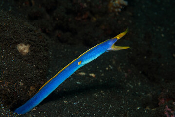 Ribbon eel (Rhinomuraena quaesita) in Tulamben, Bali, Indonesia