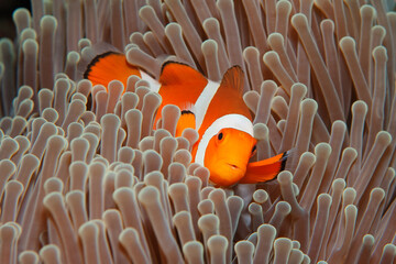 False clown anemonefish (Amphiprion ocellaris) peeking out of its anemone in Tulamben, Bali, Indonesia - obrazy, fototapety, plakaty