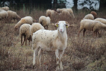 Obraz premium troupeau de mouton