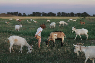 Fototapeta na wymiar A little girl grazes a herd of goats. Home farming.