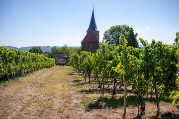 Fototapeta na wymiar View of grapevines in Weinsberg with the Johannes Church in the background