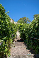 Fototapeta premium View of grapevines with grapes.