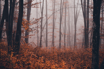 autumn foggy landscape in the middle of a wild deciduous forest. amazing multicolored leaves in the wild