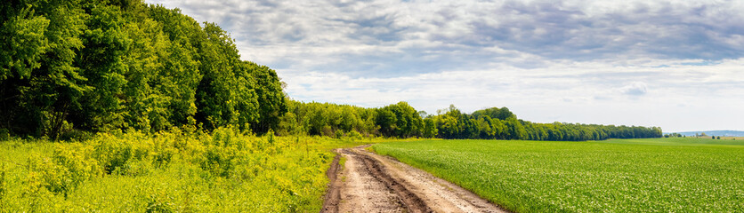 Fototapeta na wymiar Green field near the forest and dirt road, summer landscape, panorama
