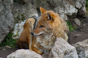 Jackal at Sofia/Bulgaria Zoo