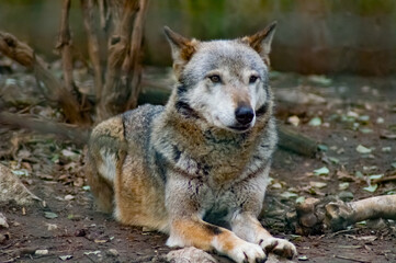 Naklejka na ściany i meble Wolf at Sofia/Bulgaria Zoo