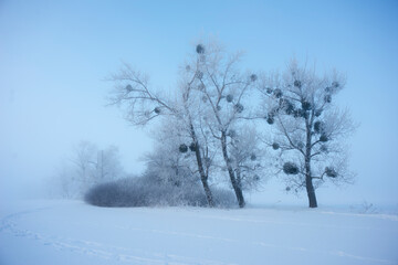 Fototapeta na wymiar Beautiful trees in winter landscape in early morning in snowfall.