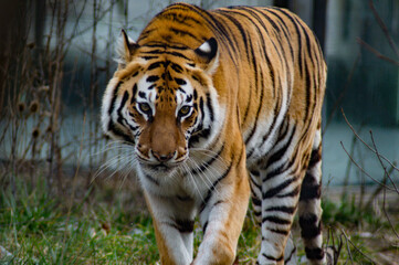 Fototapeta na wymiar Tiger at Sofia/Bulgaria Zoo