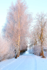beautiful winter landscape with trees and road