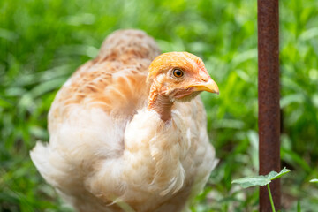 Young chicken with a bare neck in the garden on a background of green grass