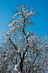Beautiful trees in winter landscape in early morning in snowfall.