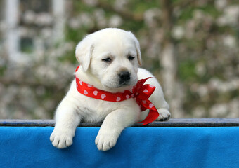 the yellow labrador puppy on the blue