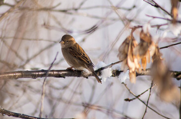 panoramic photo with a group of small funny birds sparrows sit on a branch in different poses in a winter Park. very cold winter polar vortex day looks like in the open countryside