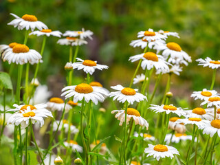 White daisies in the field close up