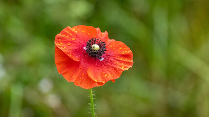 Red poppy flower with raindrops on a blurred background