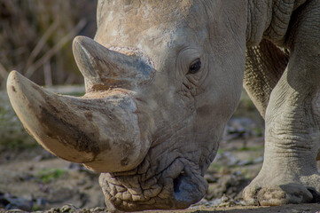 Obraz premium Rhyno at Sofia/Bulgaria Zoo