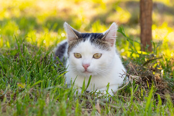 White spotted cat sitting in the garden on the grass