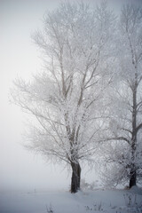 Fototapeta na wymiar Beautiful trees in winter landscape in early morning in snowfall.