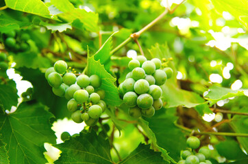 vine branch