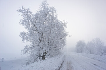 Beautiful trees in winter landscape in early morning in snowfall.