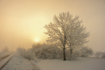 Naklejka na ściany i meble Beautiful trees in winter landscape in early morning in snowfall.