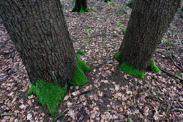 Baumst&auml;mme mit Moos