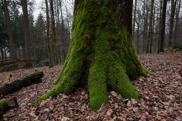 Baumstamm mit Moos