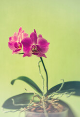 stylized photo of pink orchid