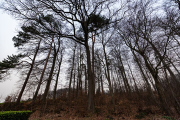 Herbstlicher Blick zu den Baumkronen (Käferberg, Zürich)