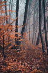 autumn foggy landscape in the middle of a wild deciduous forest. amazing multicolored leaves in the wild