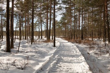 Snowy walking trail in winter. Rest in nature during the winter