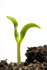 Young Zucchini Sprout Isolated On White Vertical Format