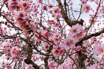 vista de cerca de las flores de un almendro , Prunus dulcis