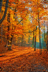 Walking trail Ontario,Canada in fall