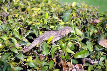 reptile Agamidae 