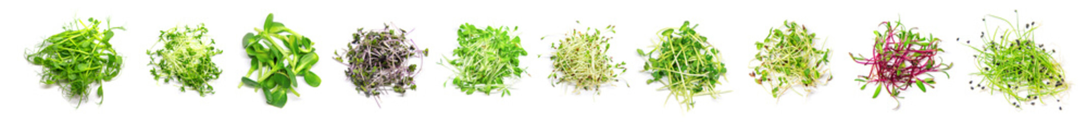 Collage of different microgreens on a white background. Selective focus. © yanadjan