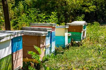 Cute little wooden beehives with bees flying over. Apiculture concept. Summer day at the apiary with no people.