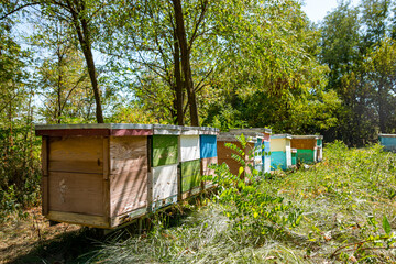 Hives of different size and color stand in the apiary surrounded by trees. Summer day. No people.