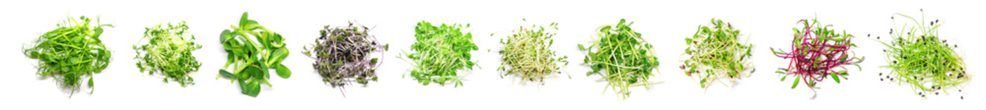 Collage of different microgreens on a white background. Selective focus.