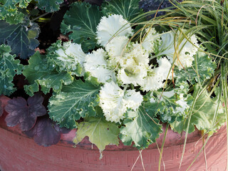 Brassica oleracea var. acephala | Chou d'ornement aux toupets de feuilles ondulées bleu-vert entourée de violine et cœur blanc crème, tige pourprée