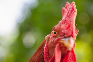 Rhode Island Red Rooster