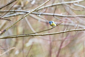 A blue tit at a feeding place on a branch in winter