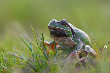Macro shot of European tree frog (Hyla arborea) sitting on green grass. Isolated on blurred green background
